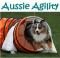 Aussie Agility